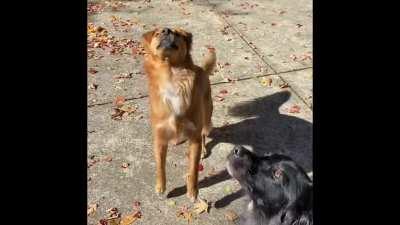 This is Charlie, and he does not know how to catch so now I shall use him to karma whore instead