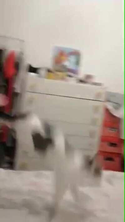 Catzooka 1 bullet loads itself after shot only seen by new sorters