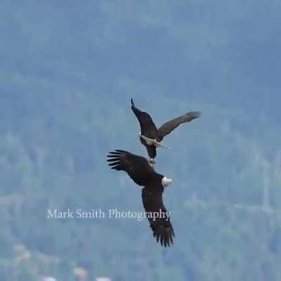 Amazing Caught by a Camera guy