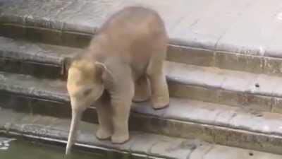 Baby elephant is trying with his trunk how much water is there. And then bathing. India