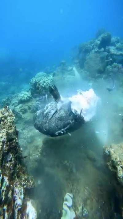 Enormous 12ft lemon shark shreds a large grouper, Muiron Islands, North West Australia