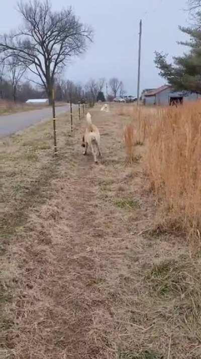 Kaan, an anatolian shepherd dog, reacts to goat finding the electric fence.