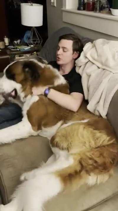 Our 181 pound St. Bernard welcoming his person home❤️❤️😭😭