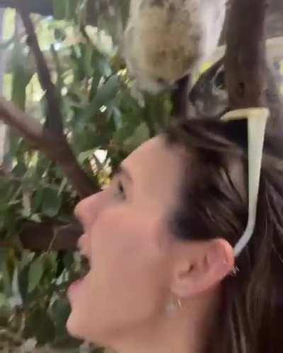 More koala content