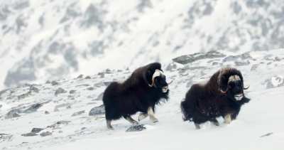 🔥Adult musk ox showing the teenagers who’s the boss [OC]