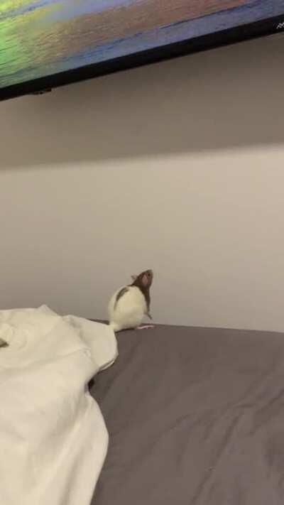 Millie trying her best