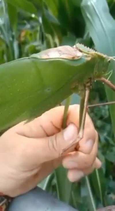 Giant Malaysian Insect