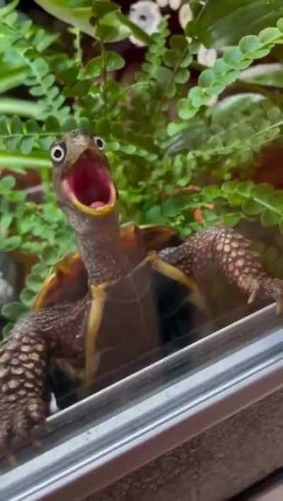 This is a real turtle, not a toy.