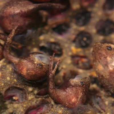 🔥 Baby Suriname Toads emerging from the mothers pores