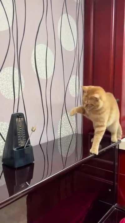 Metronome vs cat