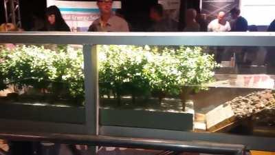 Simplified demonstration of how Mangrove Forests protect the coasts of cities (such as Florida) from waves. Additionally, their dense roots help bind, build soils and encourage sediment deposits that reduce coastal erosion