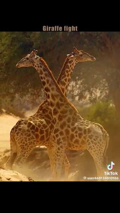 How Giraffes Fight.