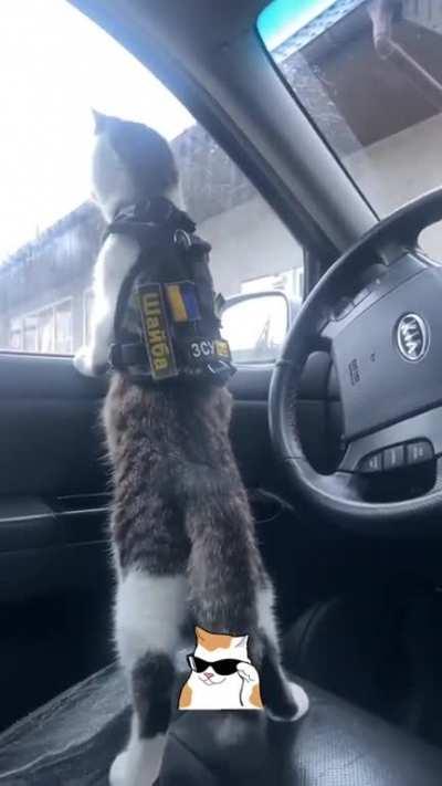 Shayba on a surveillance mission