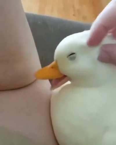 olhe, olhe para o pato