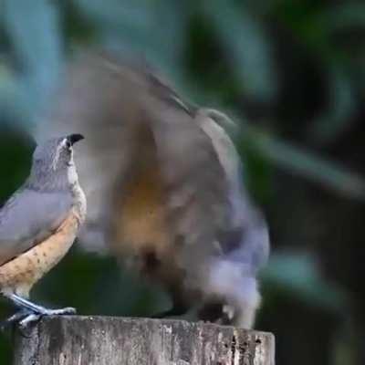 A male bird trying to impress a female