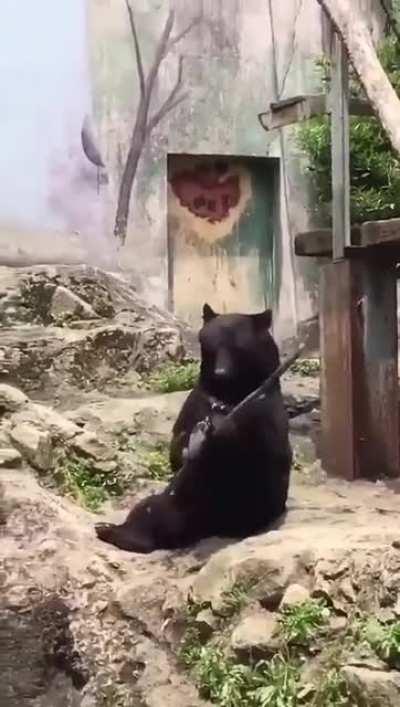 Кунг-фу медведь