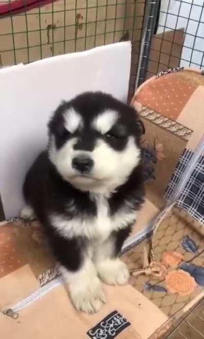 Tiny little Husky awoos.