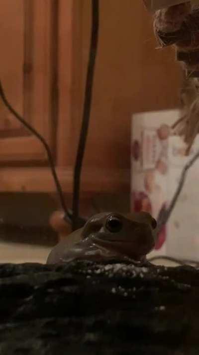 I thought you all might enjoy gizmo eating.