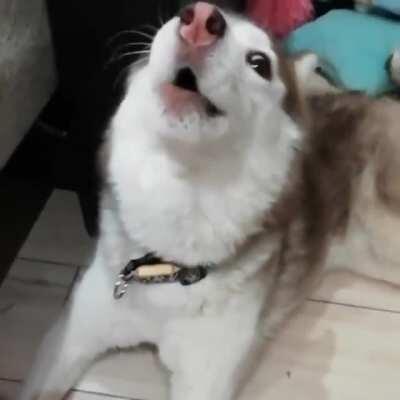 Just a husky