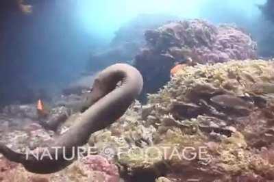 Octopus cowboy escape