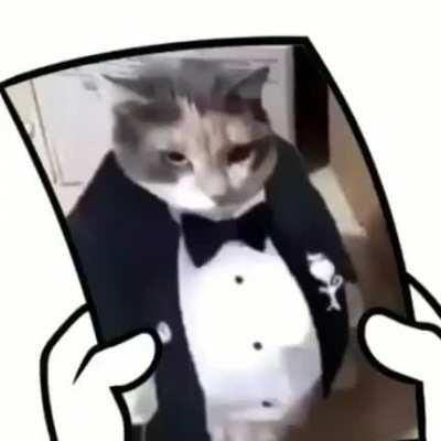 Gato do jacan foda-se