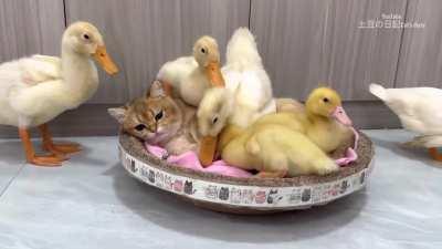 Guess I'm an incubator