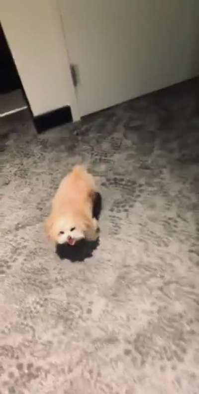 for keeping the doggo in frame while sprinting