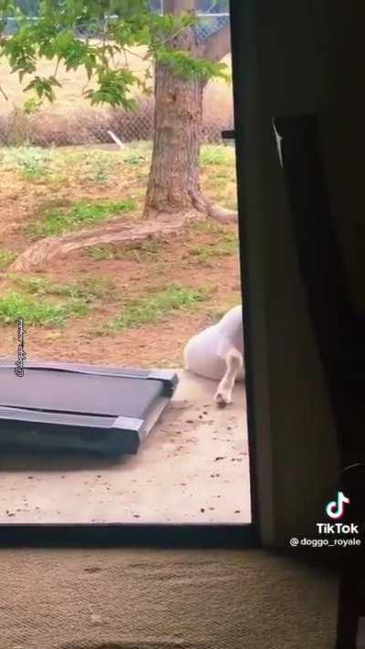 He’s got the spirit anyway