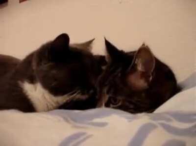 Two cats talking to each other. (0:56) (Speaker ON)