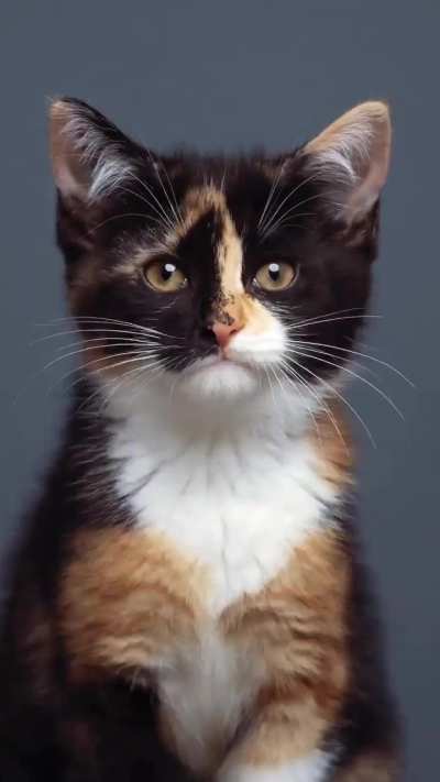 Curly the cat's growth timelapse.