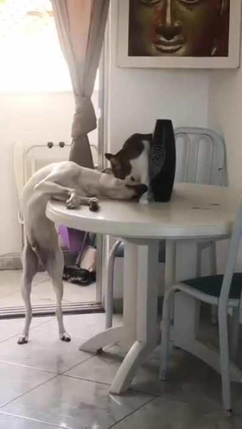 Grooming doggo friend