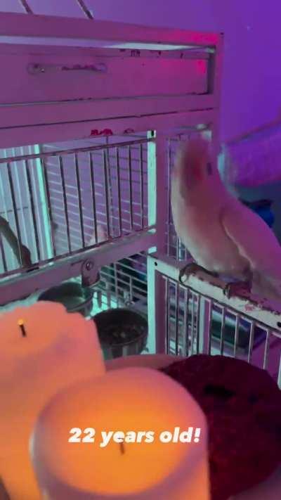 Birb celebrating birthday🥳🥳🎉🎉🎊🎊