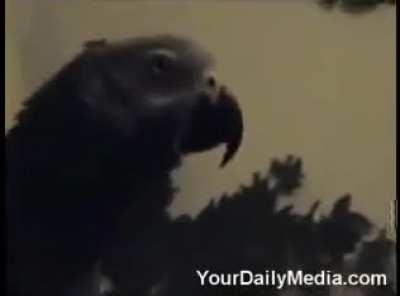 guy loses it when his parrot starts swearing