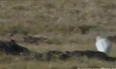 Unlike most mammals, ermines have slinky like vertebrae which allow them to stretch to whatever length they need to catch prey. After catching voles, they shrink back to normal.