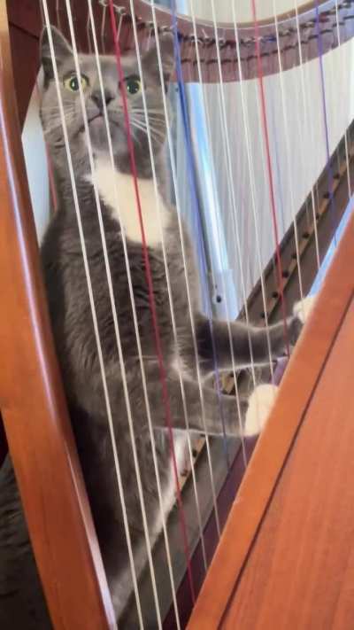 my cat likes my harp