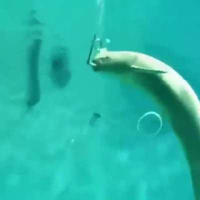 Damn even made the rings