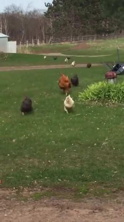 The chickens really like her.