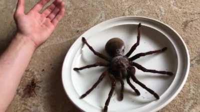 Absolute-HOLY MUTHAFUCKA