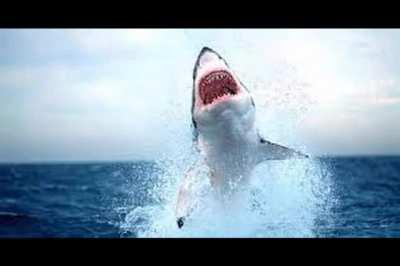 Hungry shark EV0luti0n😳😫👻👻