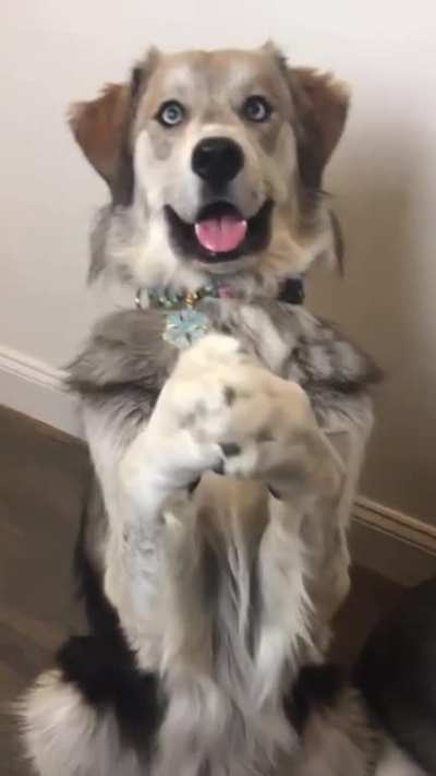 Creepy or Cute? 🤔 #goberian #goldenretriever #goldensofinstagram #goldenretrievers #goldens_ofinstagram #goldenpuppy #goldenretrieverpuppy #goldenmix #goldens #husky #huskies #huskymix #huskypuppy #huskiesofinstagram #retrieveroftheday #dogs #instado