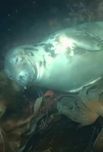 Whats waiting in the shadows?