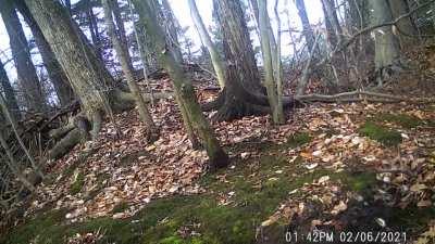 🔥Trail camera video of an eight-point buck shedding his antlers