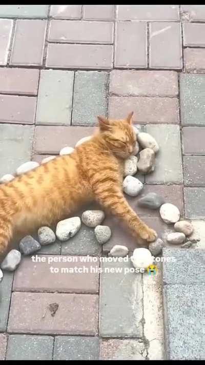 Getting attention even when just sleeping. Such a cat moment