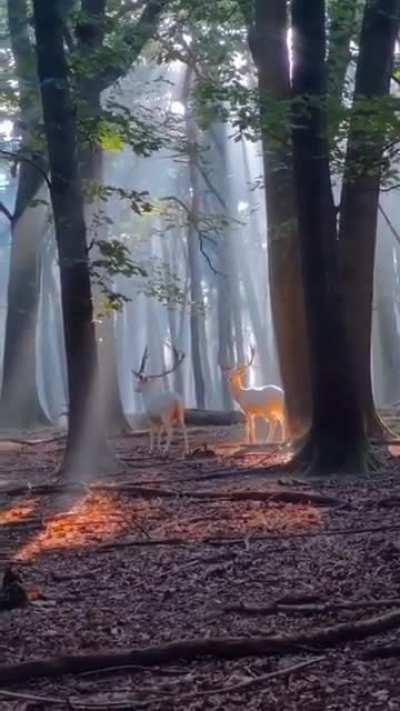 Stunning white barasingha in Himachal Pradesh, India