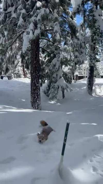 Our shiba is apparently 4x4