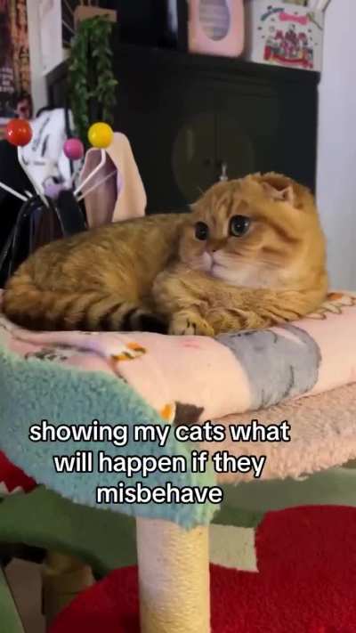 They will be turned into Boba.