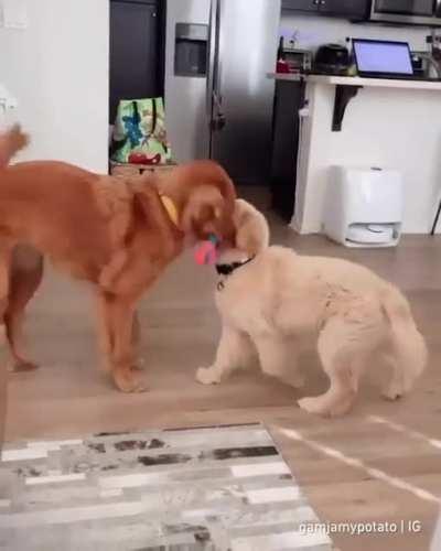 She’s born to be a good golden sister