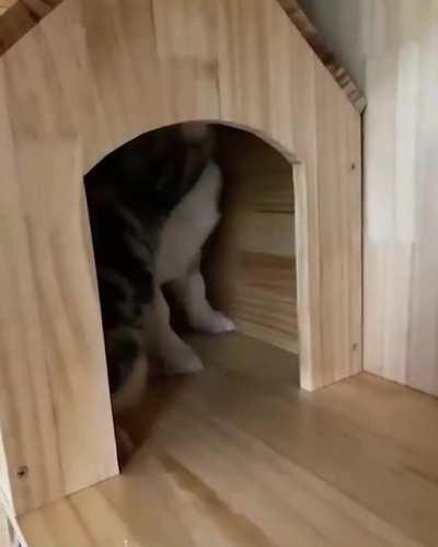 Corgi just trying to leave