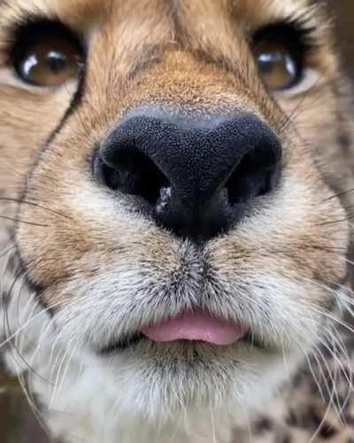 Yet another forbidden boop