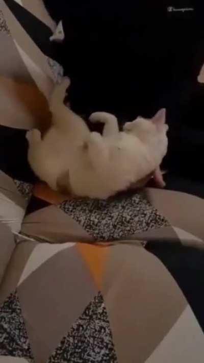 To be like other cats